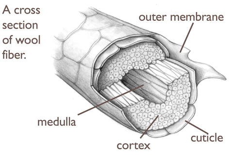 wool cross section 