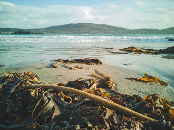 The Incredible Nutritional Benefits of Sea Vegetables