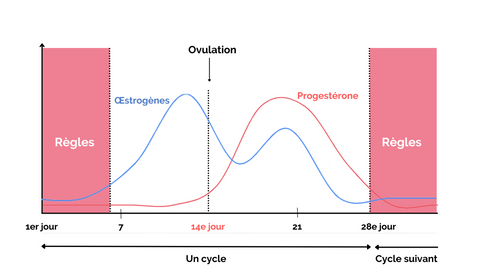 Comprendre les différentes phases du cycle menstruel : Ouity - GUmmy anti-SPM