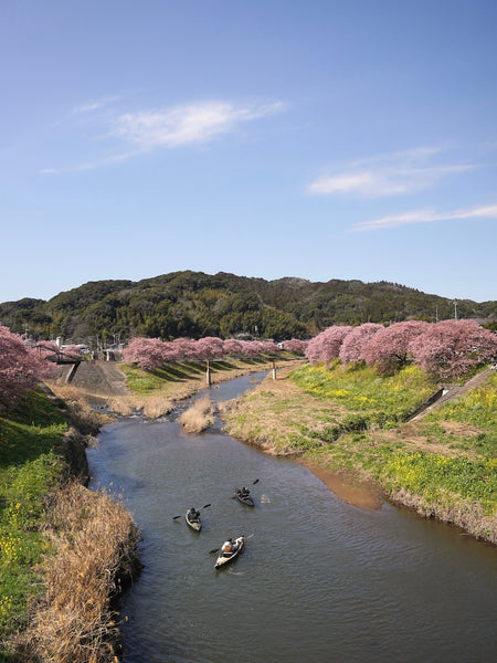 青野川