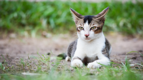 A cat sits in nature, with flattened ears