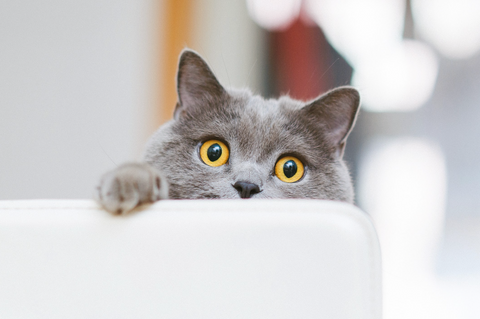 A cat hides behind a sofa, with large pupils