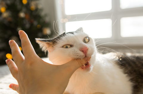 A cat bites a human’s thumb with excitement