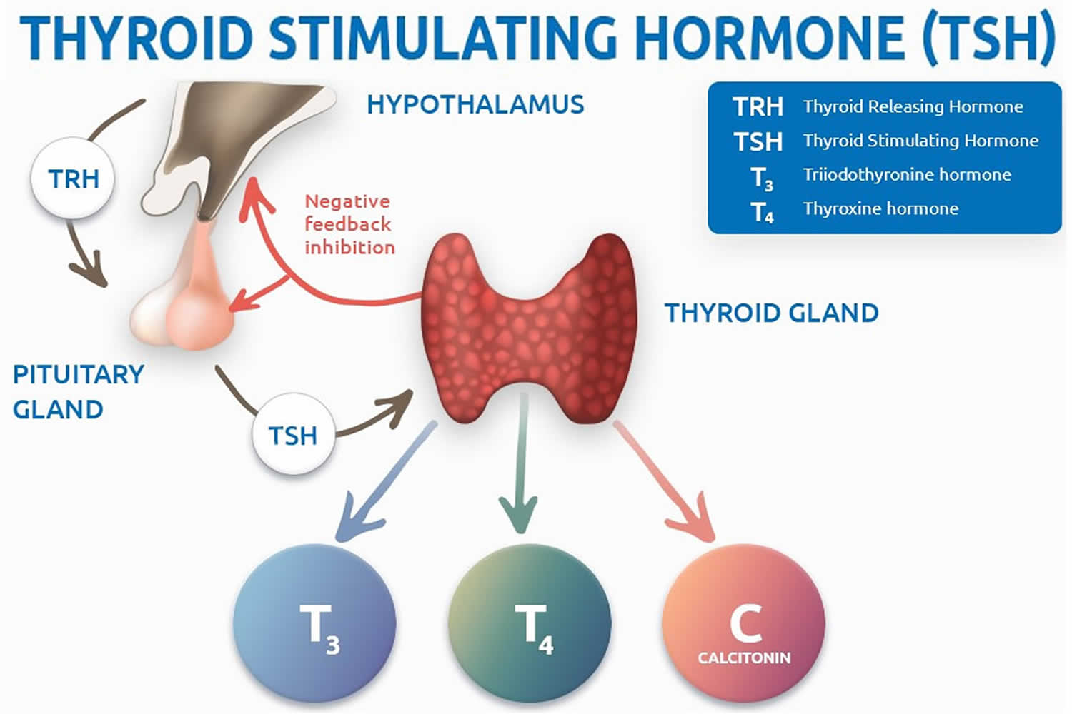 Thyroid Stimulating Hormone_Hangzhou_medasia_group.jpg__PID:9dc1ab61-ca93-4e32-9500-aa2bf15e30eb