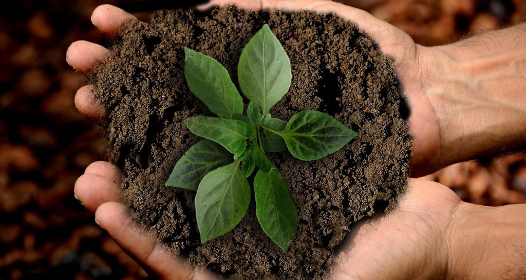 A pair of hands holding dirt and plant leaves