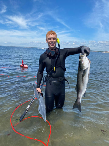 Striped Bass shot while spearfishing at East Wall in Point Judith Rhode Island