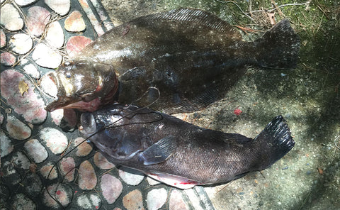 A Tautog and a Flunder both shot from shore will spearfishing in Rhode Island