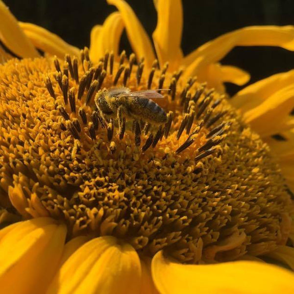 Pszczoła zbierająca pyłek pszczeli