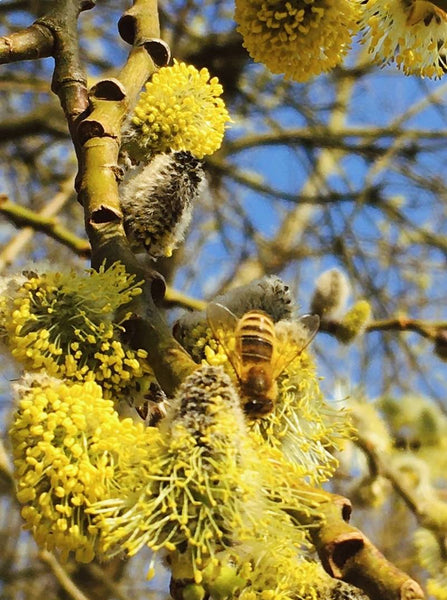 pszczola zbiera pyłek z drzewa