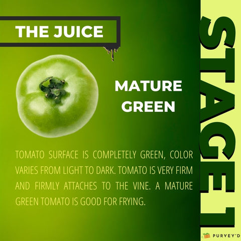 STAGE 1 MATURE GREEN: TOMATO SURFACE IS COMPLETELY GREEN, COLOR VARIES FROM LIGHT TO DARK. tomato is very firm and firmly attaches to the vine. a Mature green tomato is good for frying.