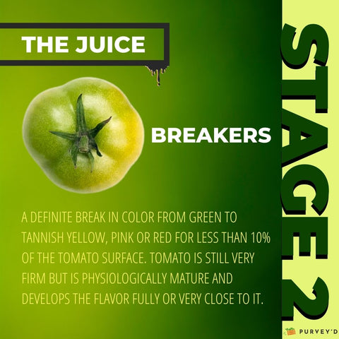 STAGE 2 BREAKERS: A DEFINITE BREAK IN COLOR FROM GREEN TO TANNISH YELLOW, PINK OR RED FOR LESS THAN 10% OF THE TOMATO SURFACE. Tomato is still very firm but IS physiologically mature and develops the flavor fully or very close to it.