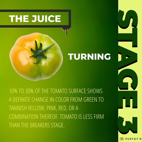STAGE 3 TURNING: 10% TO 30% OF THE TOMATO SURFACE SHOWS  A DEFINITE CHANGE IN COLOR FROM GREEN TO TANNISH YELLOW, PINK, RED, OR A COMBINATION THEREOF. TOMATO IS LESS FIRM THAN THE BREAKERS STAGE.