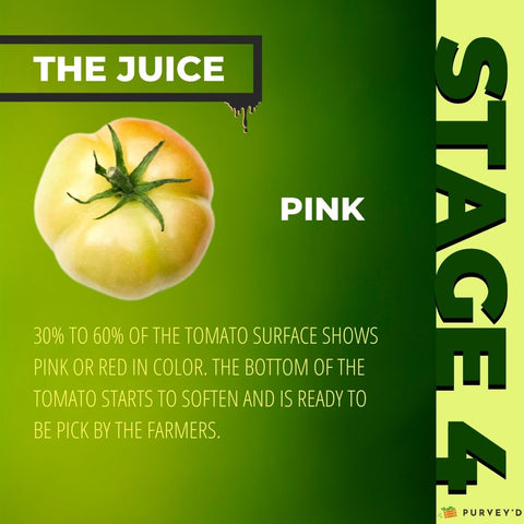 STAGE 4 PINK: 30% TO 60% OF THE TOMATO SURFACE SHOWS PINK OR RED in color. The bottom of the tomato starts to soften and is ready to be pick by the farmers.