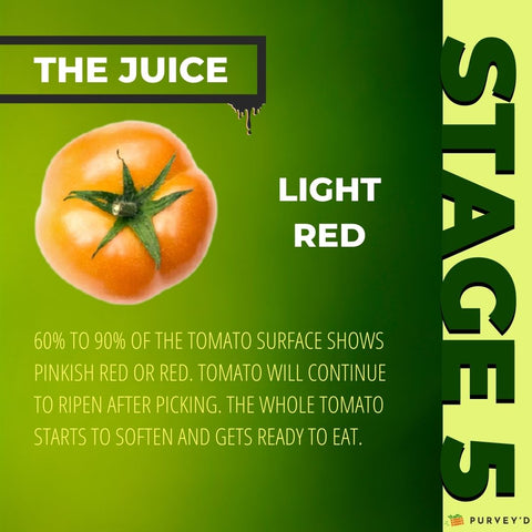 STAGE 5 LIGHT RED: 60% TO 90% OF THE TOMATO SURFACE SHOWS PINKish red OR RED. tOMATO WILL CONTINUE TO RIPEN AFTER PICKING. THE WHOLE TOMATO STARTS TO SOFTEN AND GETS READY TO EAT.