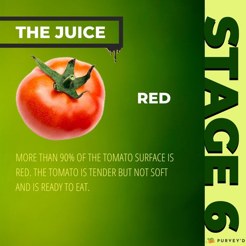 STAGE 6 RED: more than 90% OF THE TOMATO SURFACE is red. The tomato is tender but not soft AND IS READY TO EAT.