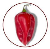 Scoville Scale: How Hot Are Jalapeño Peppers - A-Z Animals