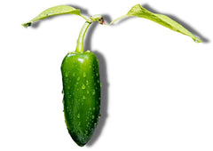 JALAPENO