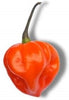 JAMAICA HOT PEPPER