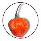 JAMAICA HOT PEPPER