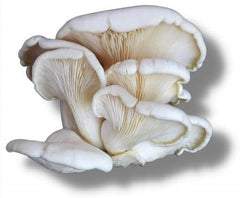 OYSTER MUSHROOM