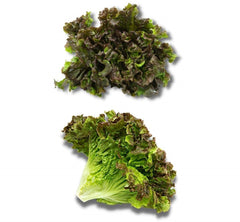 RED LEAF LETTUCE