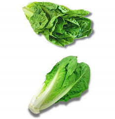 ROMAINE LETTUCE