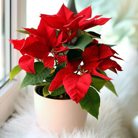 Poinsettia Plant Melbourne