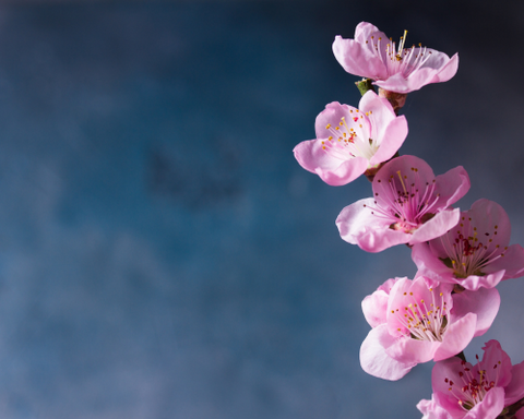 Japan: Cherry Blossoms