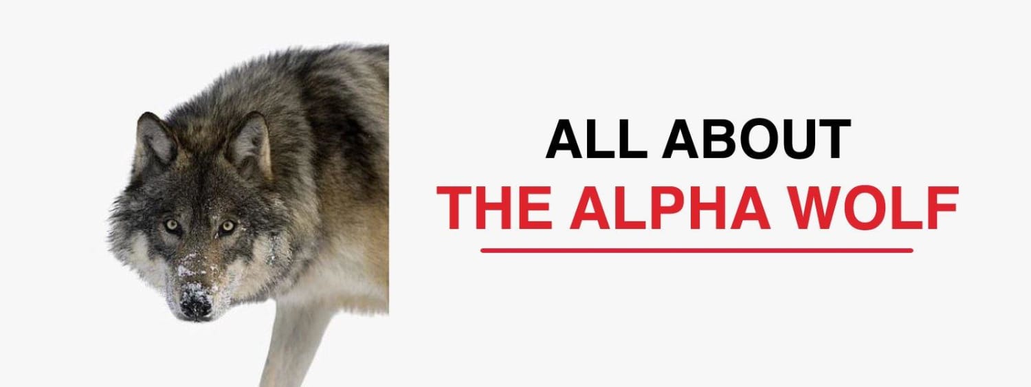 what-does-alpha-mean-in-a-wolf-pack-wolf-horde