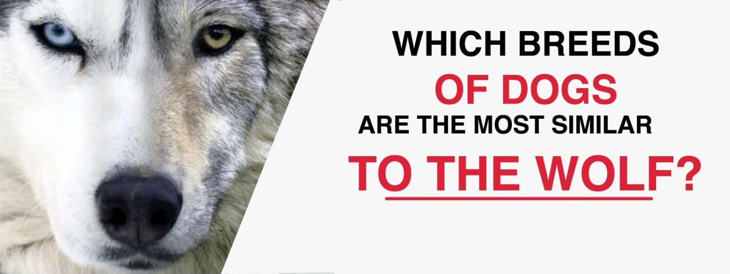 what breed of dog is closest to the wolf