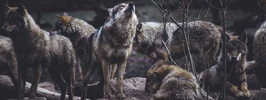 wolf howling in the pack