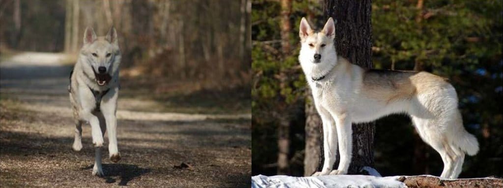 American Wolf Dog