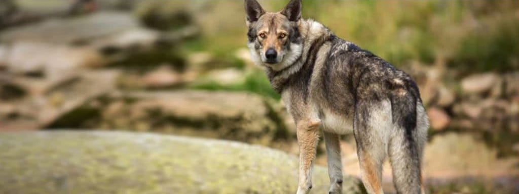 Saarloos Wolf dog