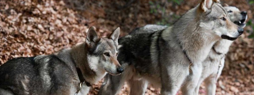 Czech wolf dog