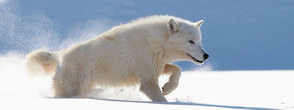 white wolf digging