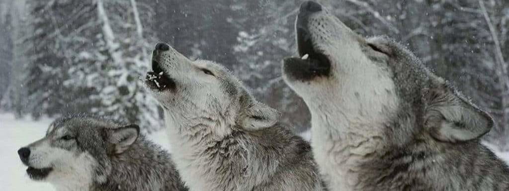 wolf pack howling