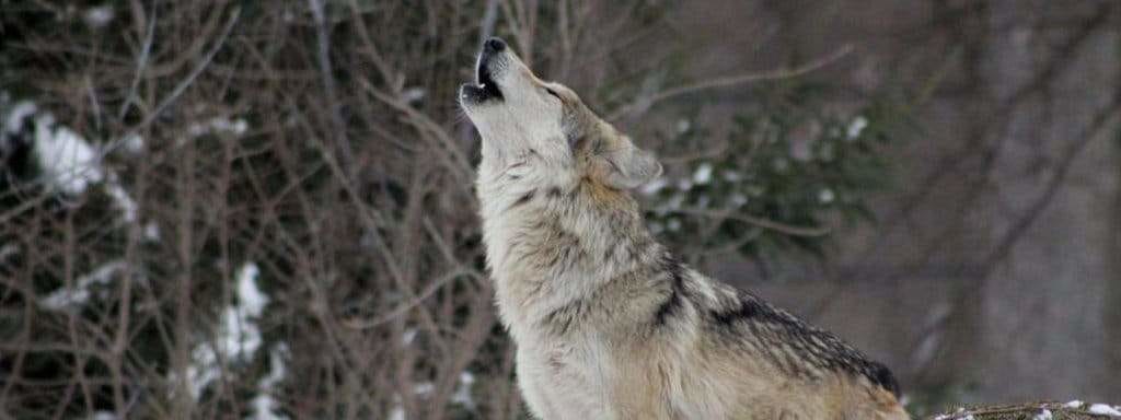 howling wolf