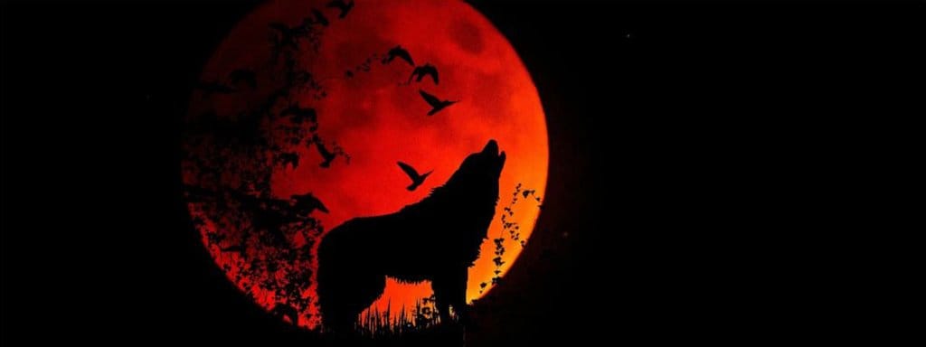 wolf in red moon