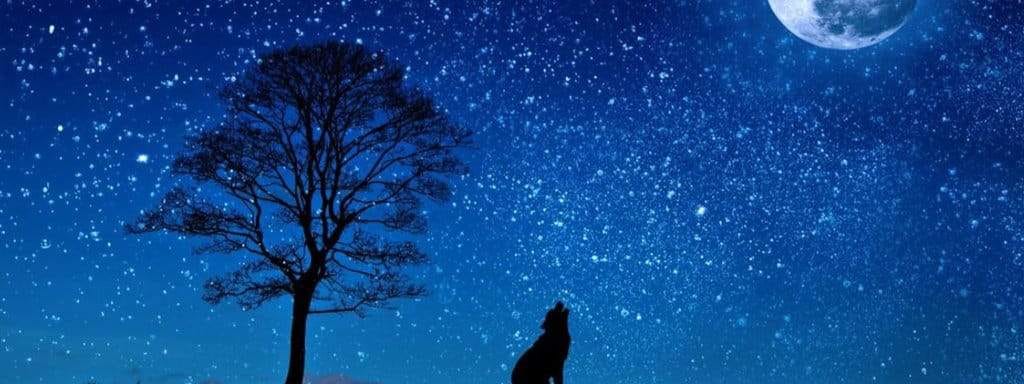 wolf in blue dark sky