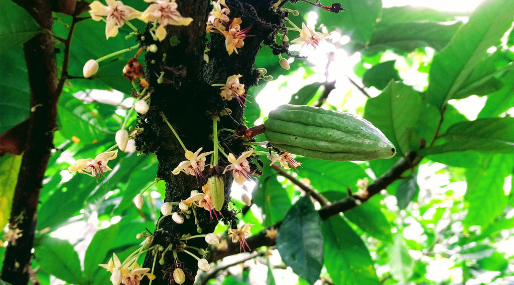 Kakaoblüten am Kakaobaum