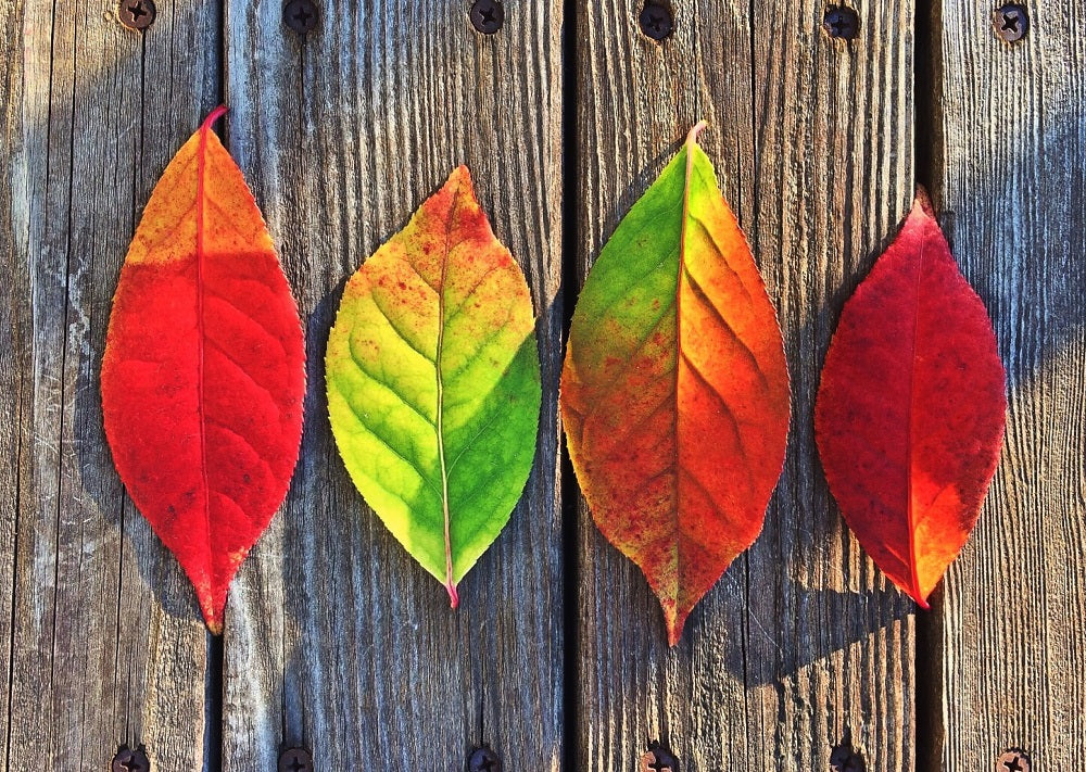 maple leaves autumn colours