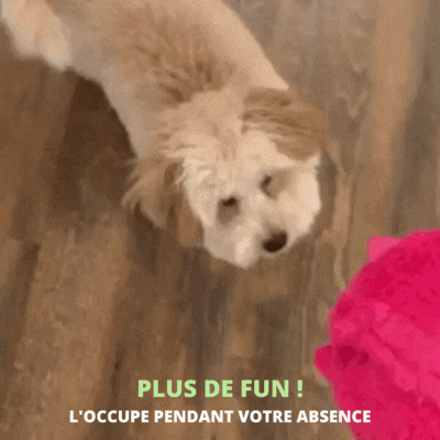 CRAZY MONSTER™ – Jouet interactif pour chien