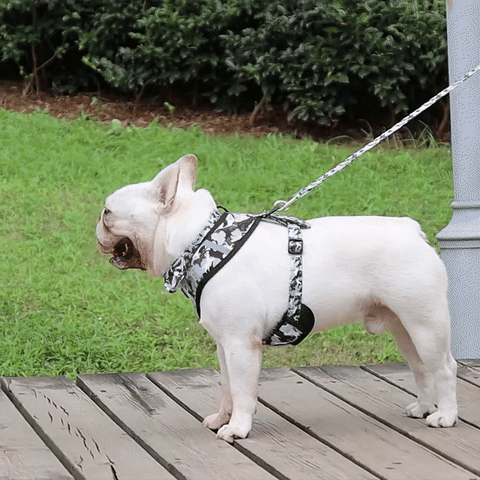 Harnais petit chien  SmallScoby™ – Scobydog
