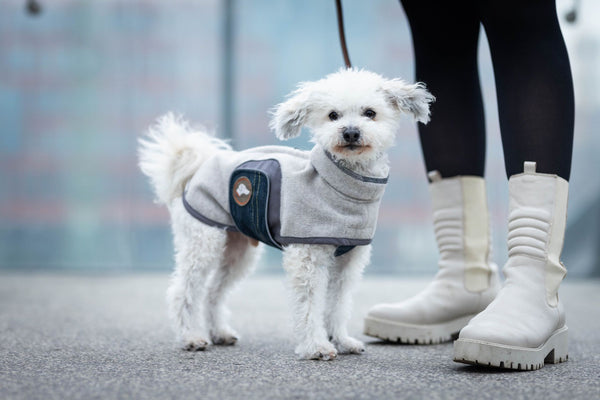 Hundemantel für kleine Hunde