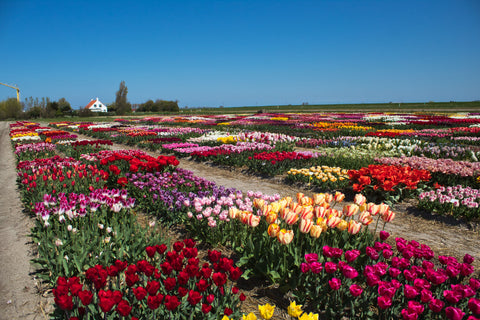 kleurrijk bloembollen veld met tulpen