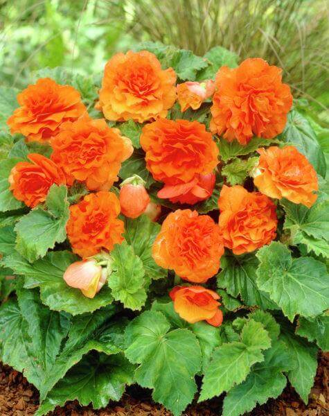 Begonia Non Stop Orange Flower Bulbs