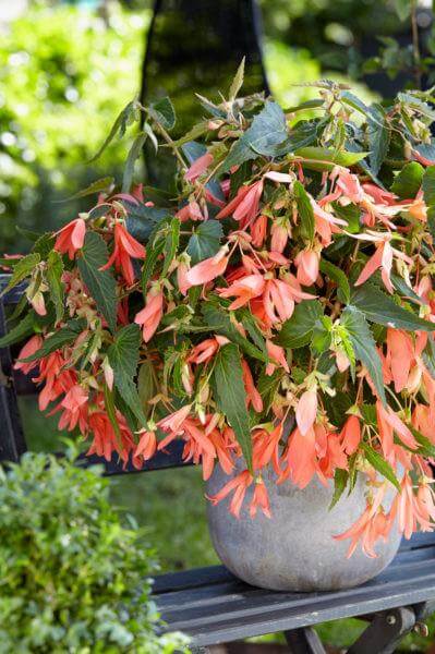 Begonia San Francisco