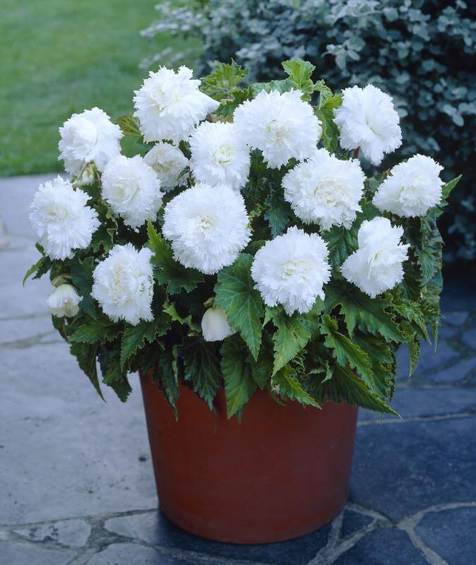 Begonia Fimbriata White Flower Bulbs