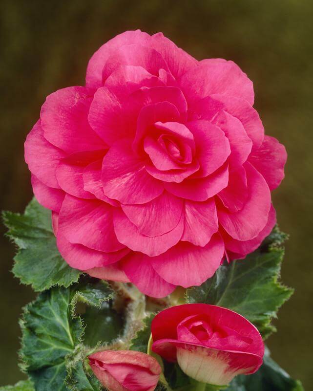 Begonia Non Stop Rosa Blumenzwiebeln