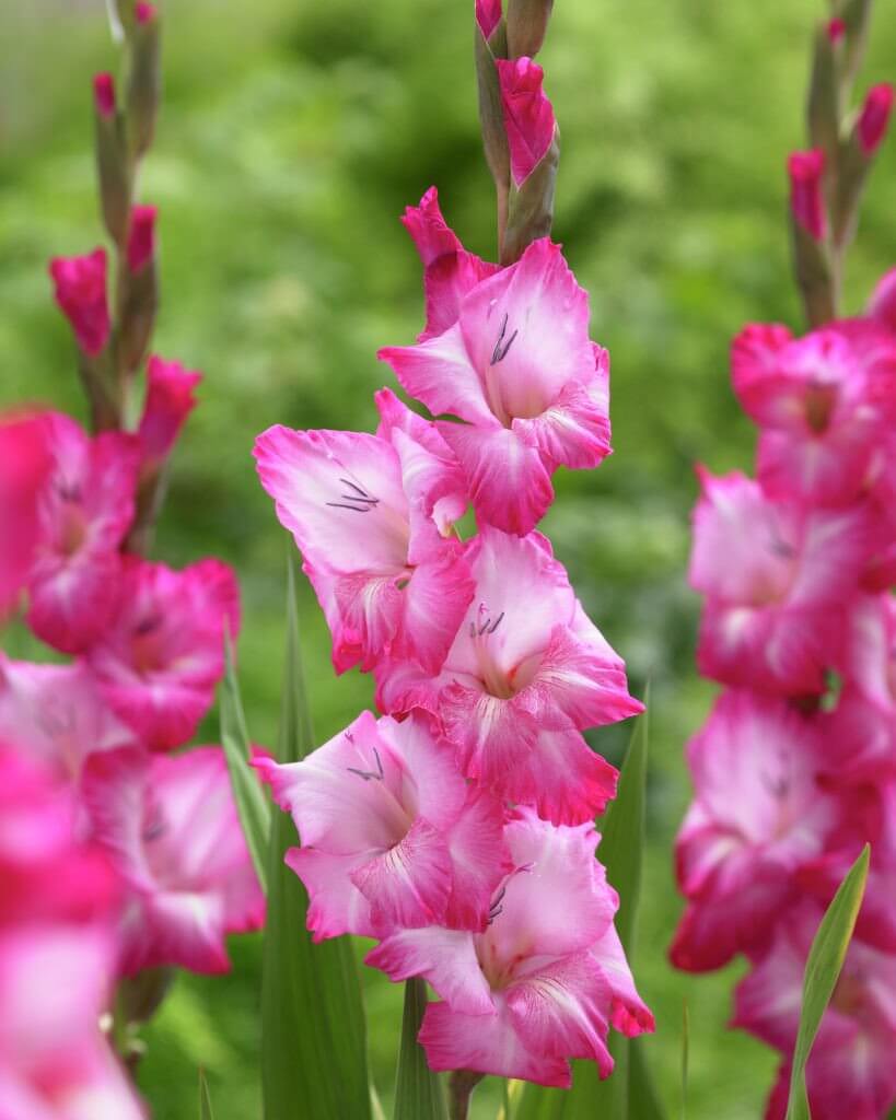 Bulbos de flor de gladiolo rosa Cantate